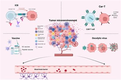 Immunotherapy: a promising approach for glioma treatment